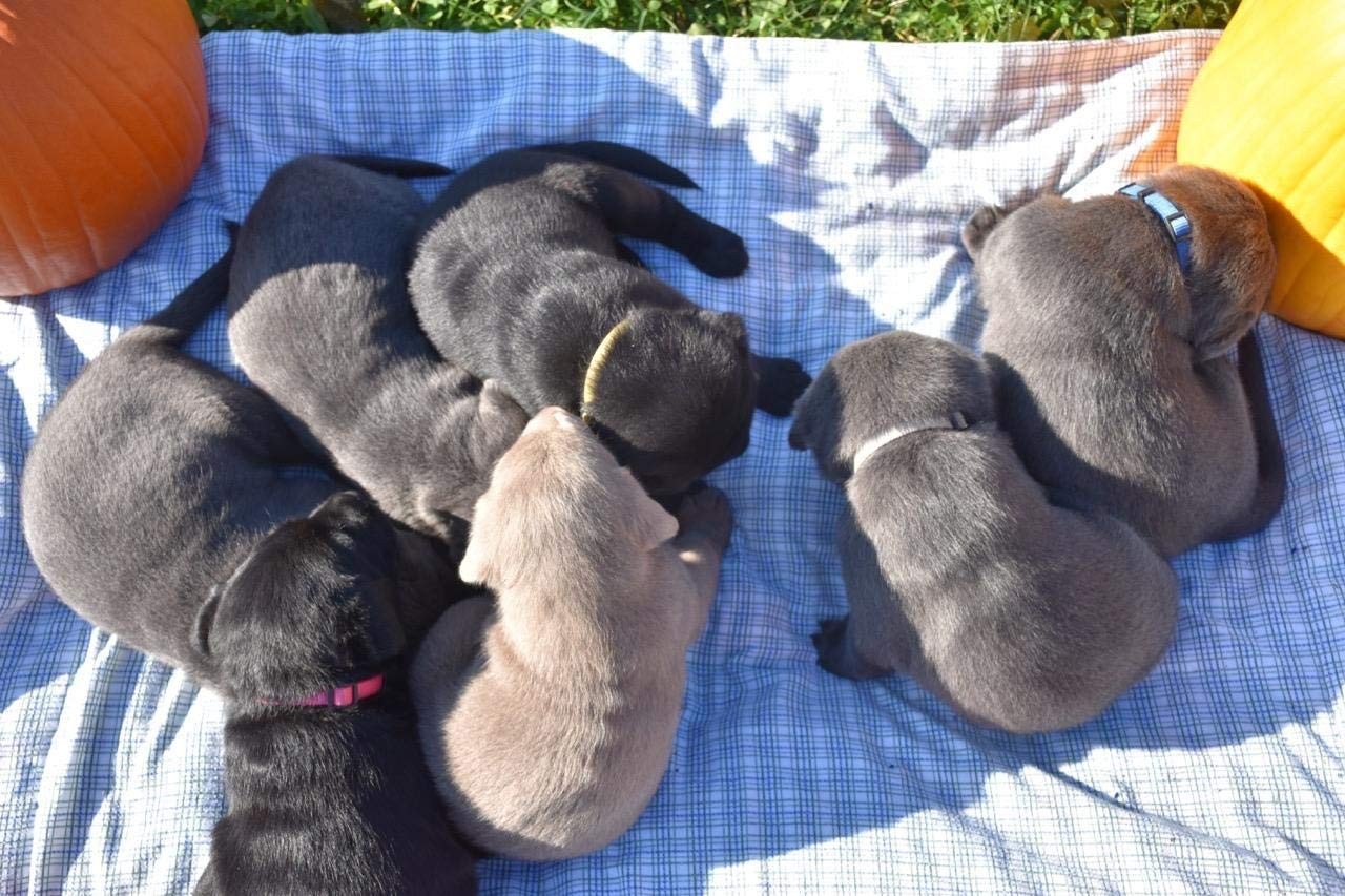 Adjustable Puppy ID Collars Set of 12 – Soft Nylon Whelping Litter Colors