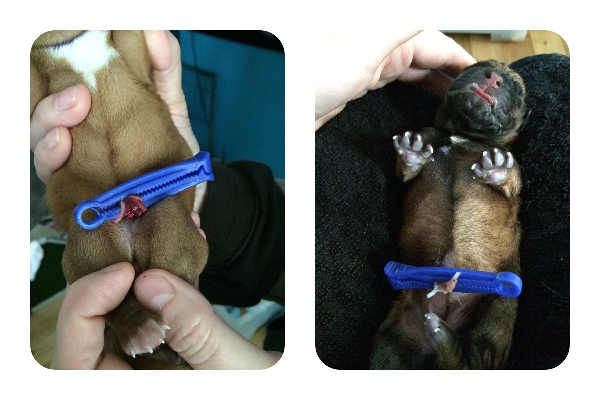 Alpha Dog Mini Puppy cat Whelping Kit Cord Clamp Forceps Iodine pet birthing set