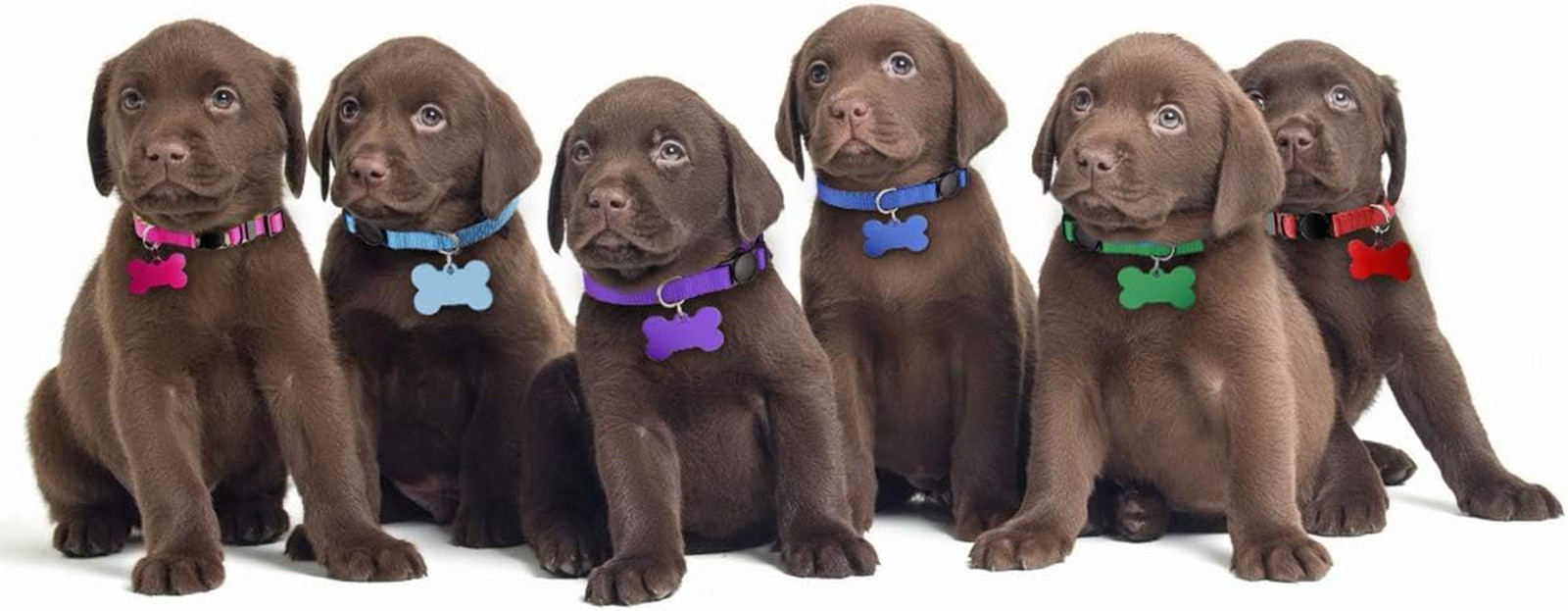 Puppy ID Collars Litter Whelping Supplies Breakaway Nylon 12 Pack Size S