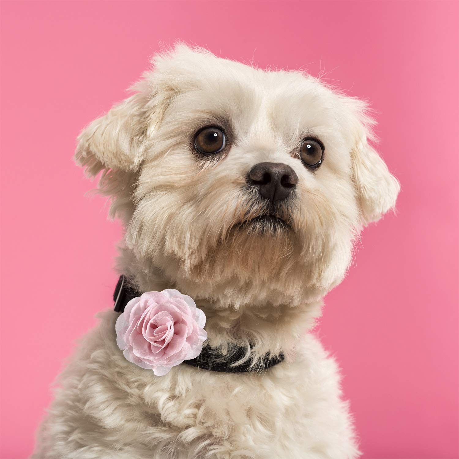 Leinuosen 20 Pcs Dog Flowers Collar Pet Adjustable 1.97 Inch, Color Set 1