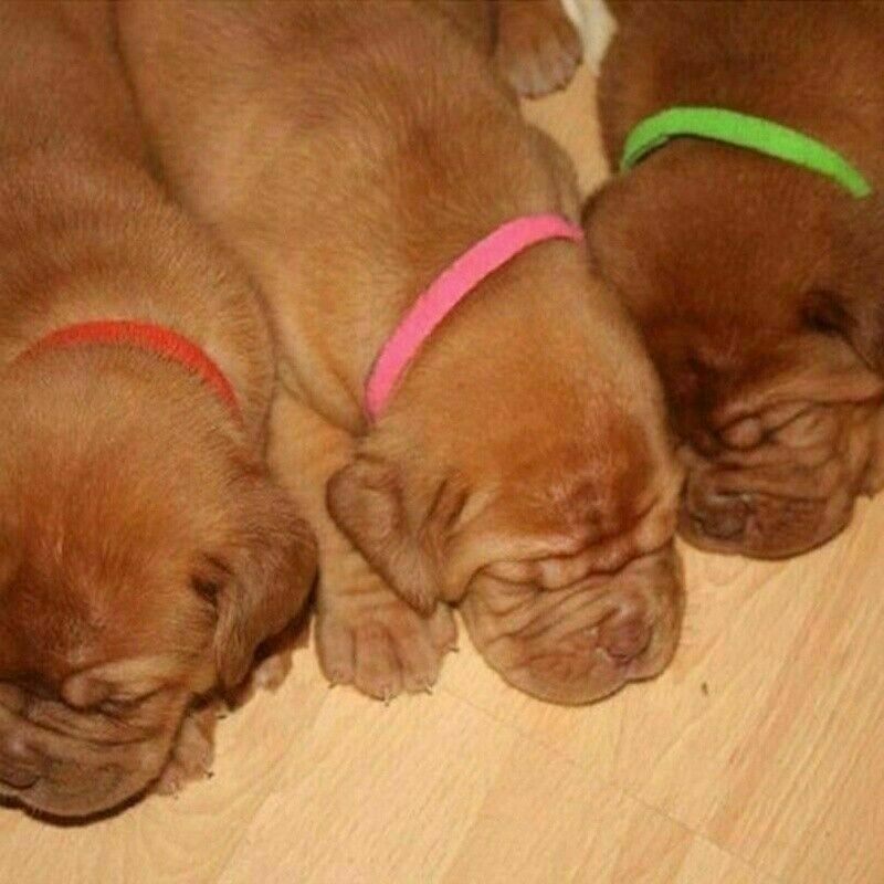 12 Whelping ID Collars Newborn Puppy & Kitten Identification Bands Breeder Nylon