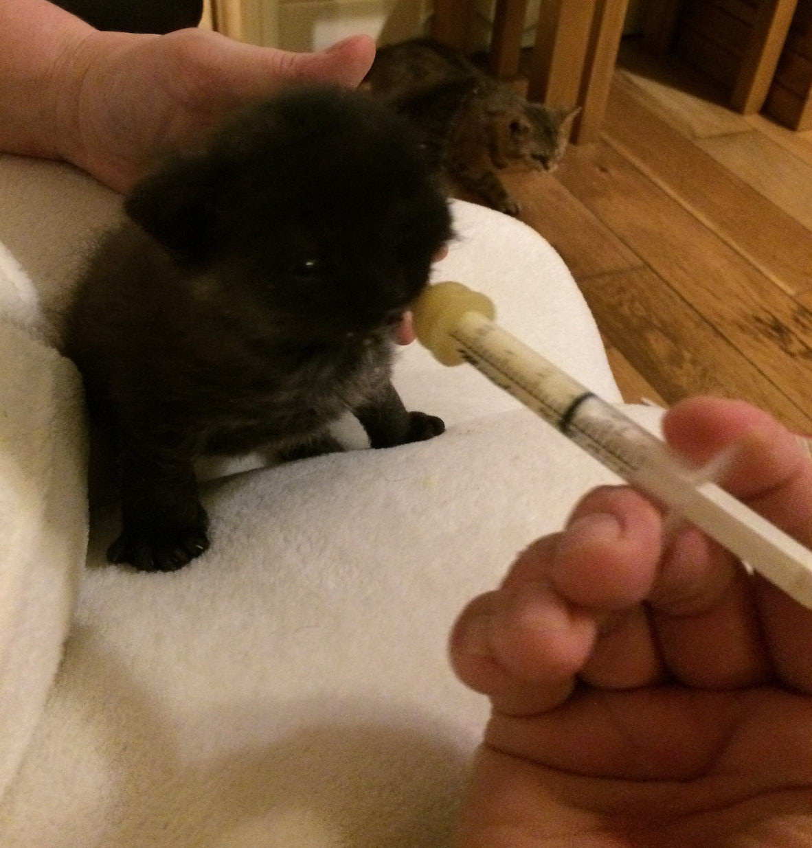 Milk Syringe Nursers With Teats Kitten Toy Small Breed Whelping Essential