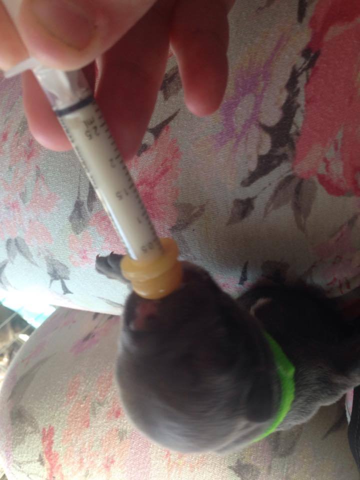 3 Pk Syringe Milk Nurser Pre-made Hole 2, 3, 5 ml Puppy Whelping Breeder Choice