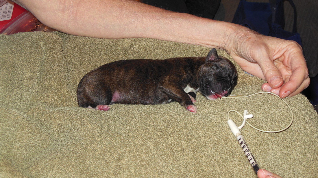 Sterile Tube Feeding Kit Milk Syringes Whelping Pup Kitten Sml Animal 4 5 6 8 Fr