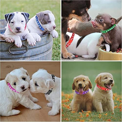 Nylon Adjustable Breakaway Litter Collars for Newborn Pets Dogs Cats, 12 Pack