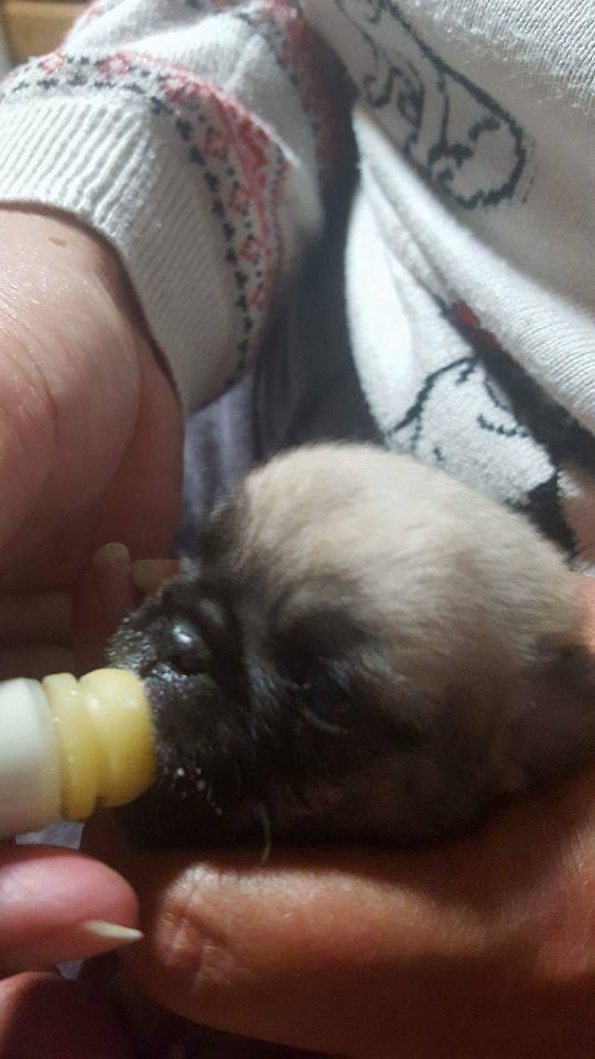 3 Pk Syringe Milk Nurser Pre-made Hole 2, 3, 5 ml Puppy Whelping Breeder Choice