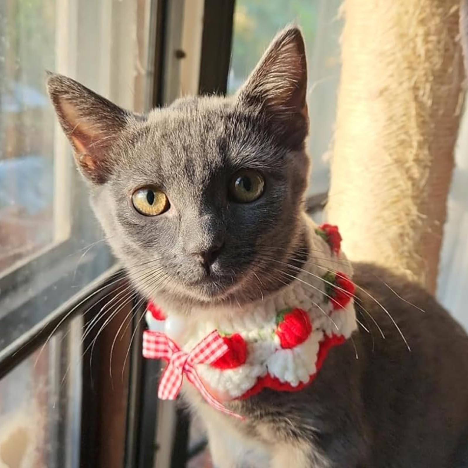 White Cat Kitten Collar Breakaway Cute Bow Tie Strawberry Pattern Neck 23 Inch