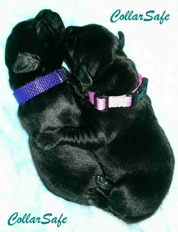 CollarSafe Set of Light Weight Soft Nylon Puppy Litter ID Snap Collars Bands