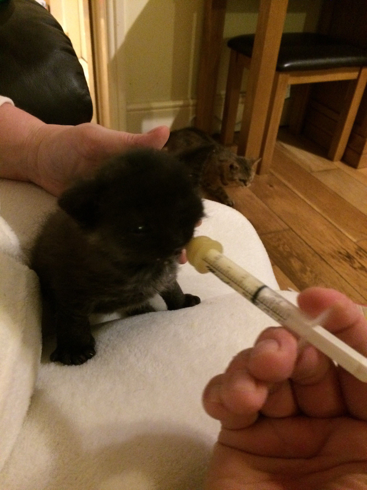 Syringe Nursers Premade Modified Nipple Teat 0.5ml-35ml Pup Kitten BREEDER PACKS