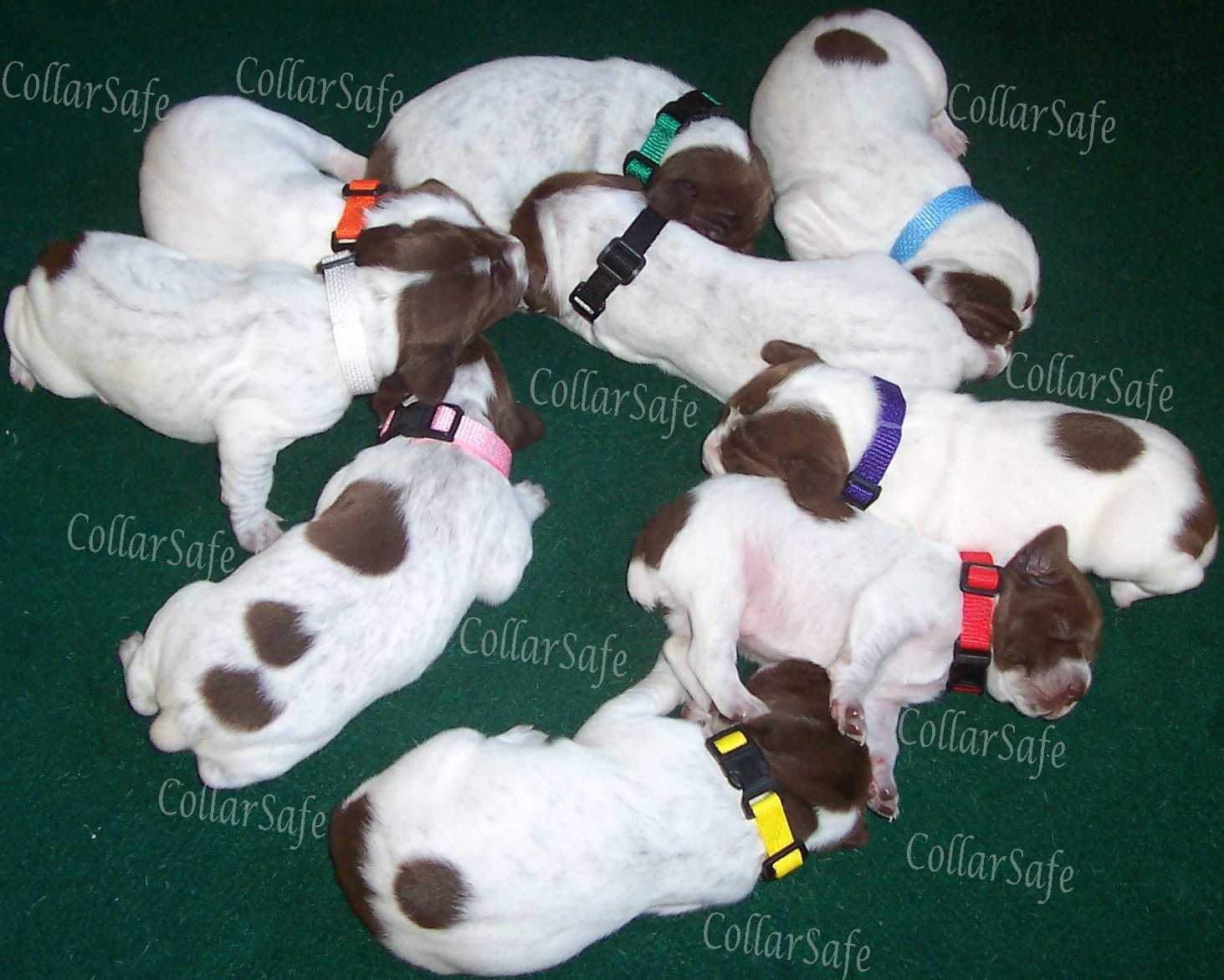 CollarSafe PUPPY ID SET – Nylon Snap Collars & Litter Bands made w/ VELCRO®brand