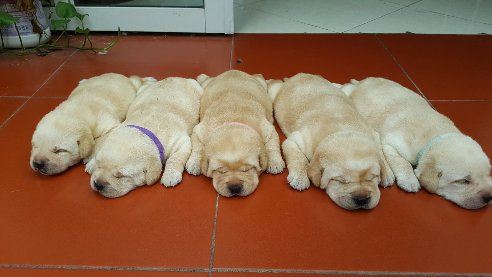 GAMUDA 20 Newborn Puppy Collars – Super Soft Double Velvet Whelping Puppy
