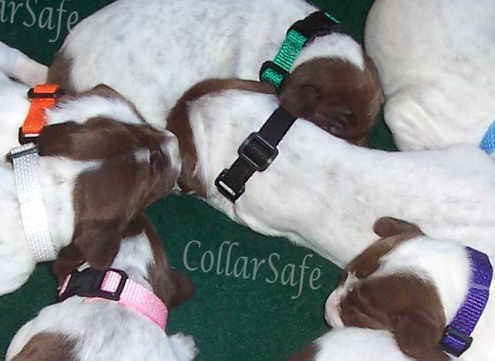 CollarSafe PUPPY ID COLLAR SET – Nylon Collars & Litter Bands – HandMADE USA