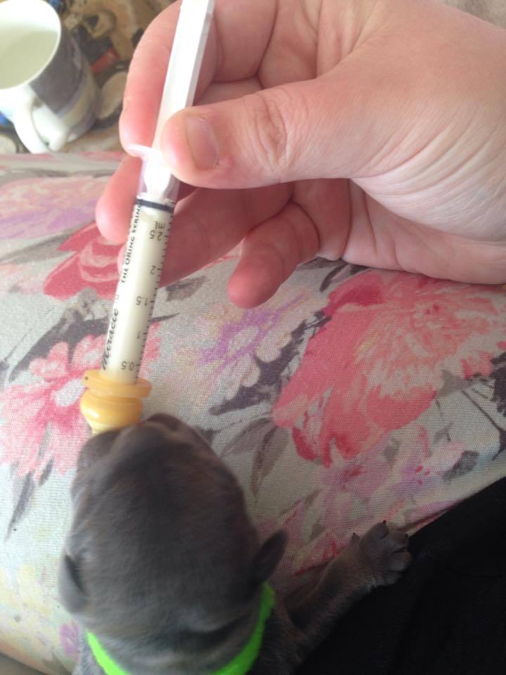 3 Pk Syringe Milk Nurser Pre-made Hole 2, 3, 5 ml Puppy Whelping Breeder Choice