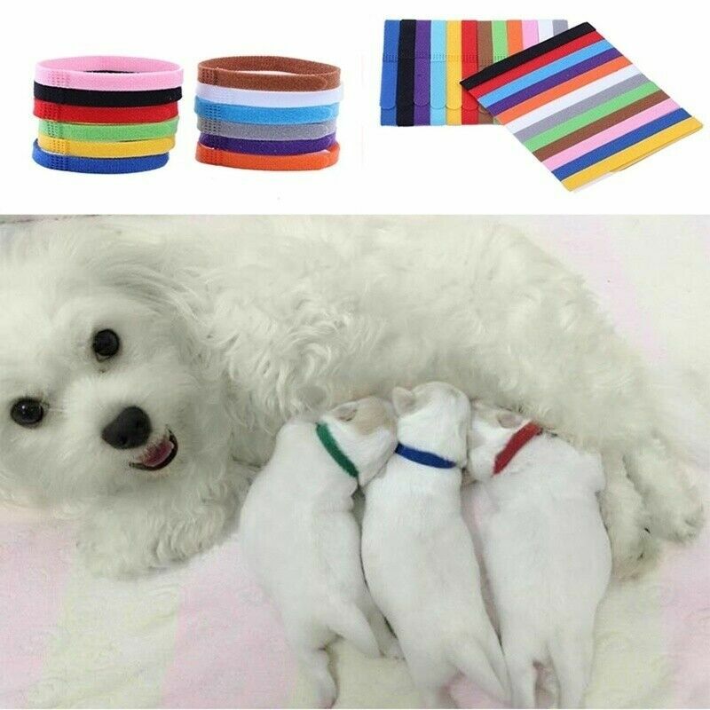 12 Whelp ID Collars Newborn Puppy & Kitten Identification Bands Breeders Fun Pet
