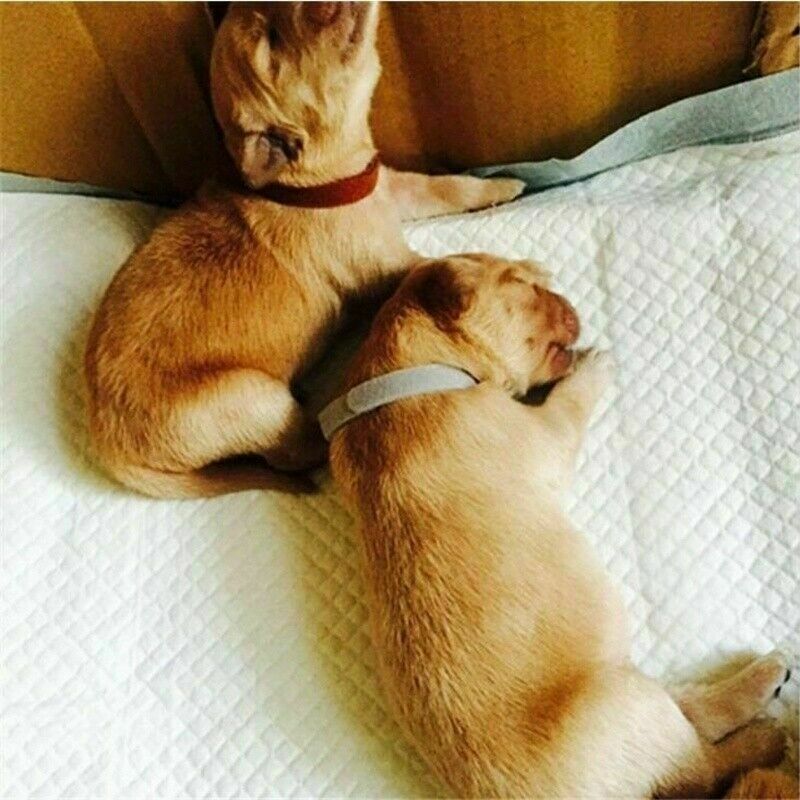 12 Whelping ID Collars Newborn Puppy & Kitten Identification Bands Breeder Nylon