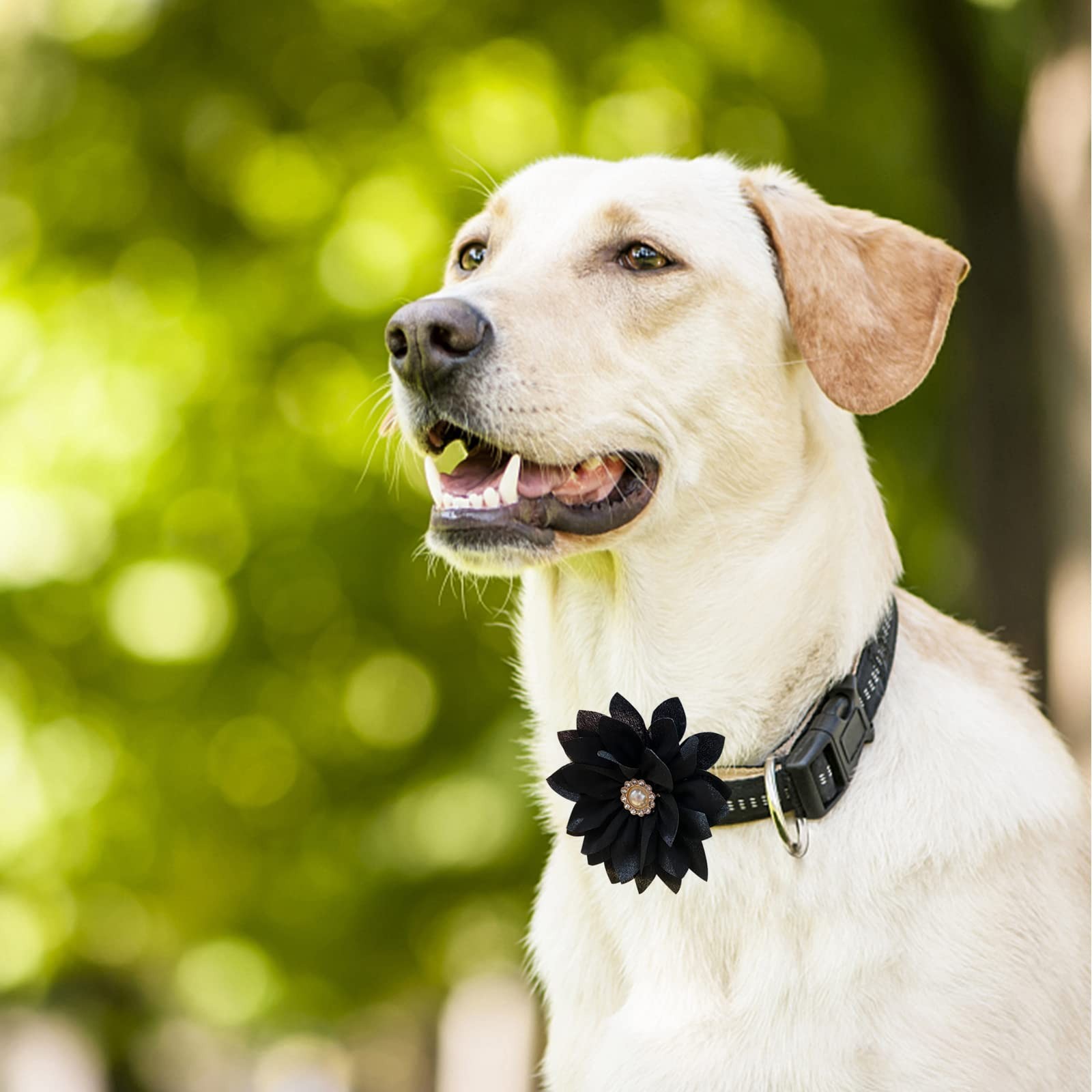 IVIA PET Collar Flowers with Pearl, 20 Pcs Dog Bow Large, Multicolor